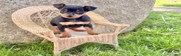 Miniature Pinscher dogs for sale: Indian  - Ad 3