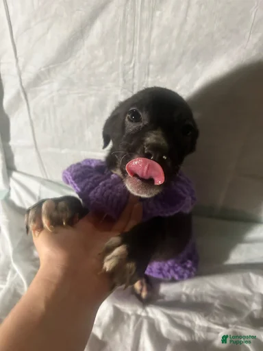 Gallery Image {{count}}