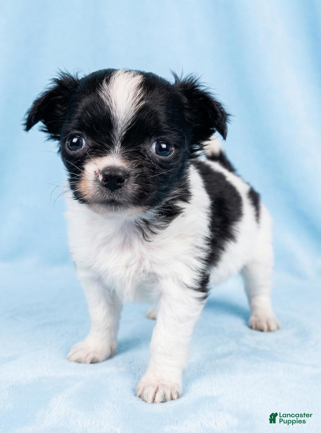 Mixed Breed dogs Cooper - Ad 2