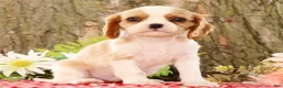 Cavalier King Charles Spaniel dogs for sale: Zeke - Ad 5
