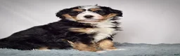 Mini Bernedoodle dogs for sale: Mini Bernedoodle Puppy 3 - Ad 3