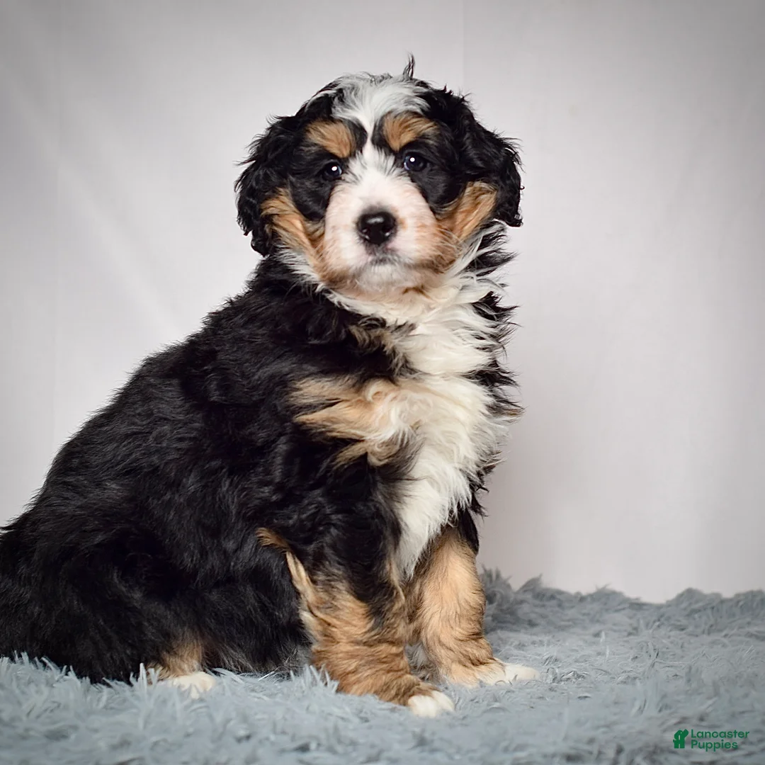 Mini Bernedoodle dogs for sale: Mini Bernedoodle Puppy 3 - Ad 3