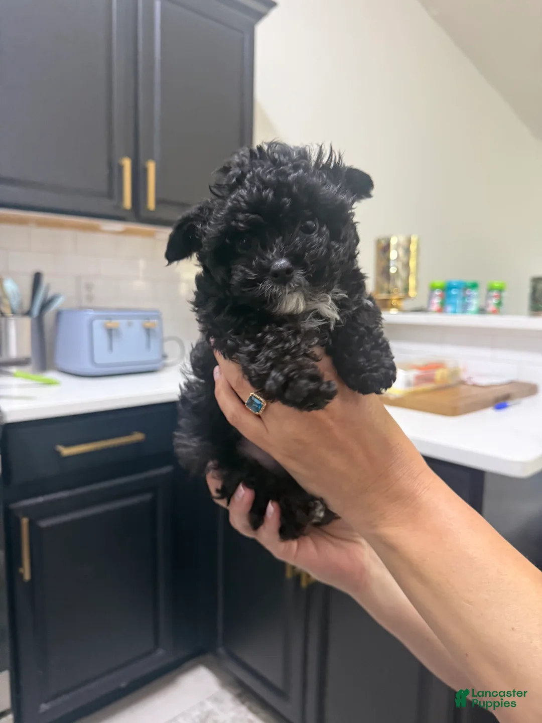 Yorkshire Terrier dogs for sale: Bear - Ad 2