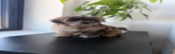 Shihpoo dogs for sale: Dexter  - Ad 3
