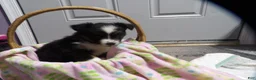 Miniature Australian Shepherd dogs for sale: Mardie - Ad 1