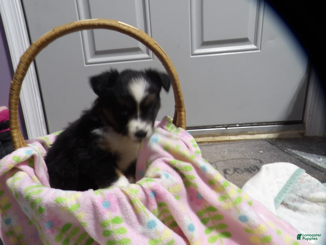 Miniature Australian Shepherd dogs for sale: Mardie - Ad 1