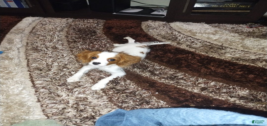 Gallery Image {{count}}