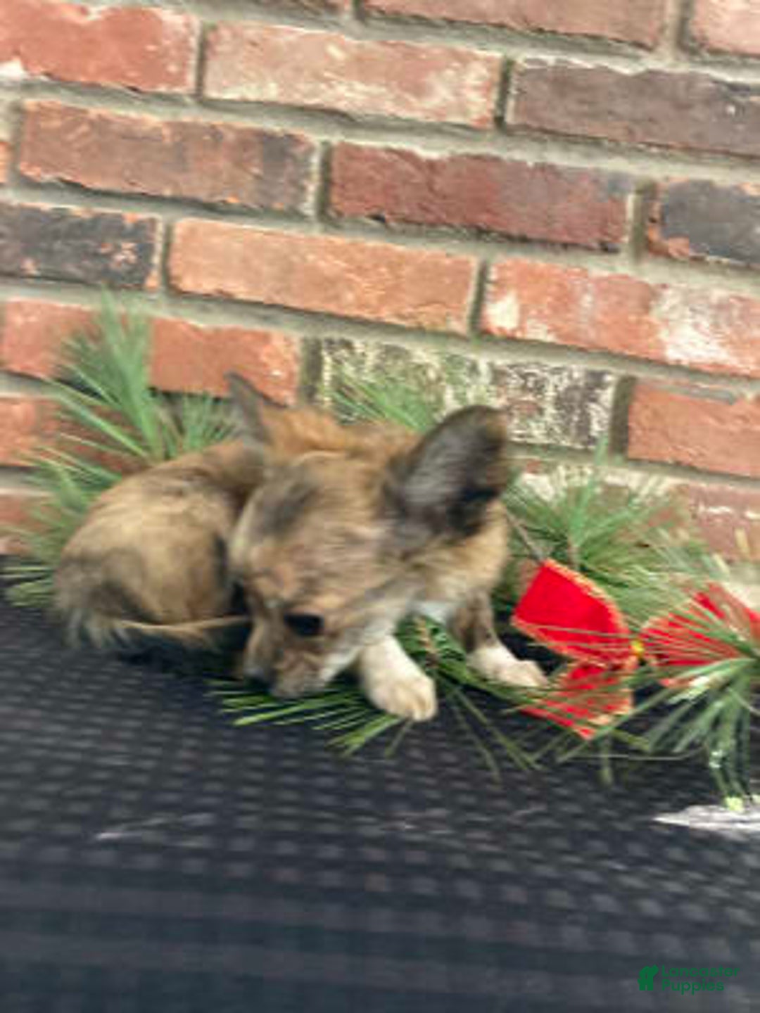 Gallery Image {{count}}