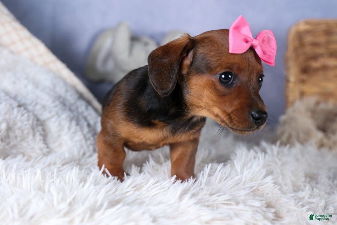 Miniature Dachshund dogs for sale: Jenny - Ad 9