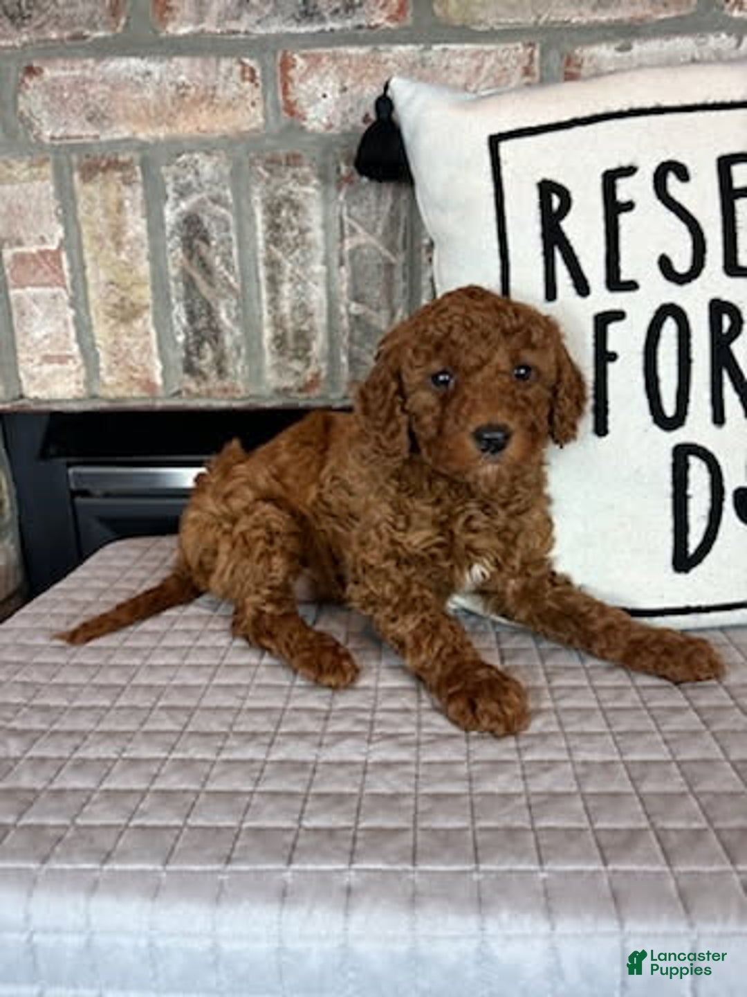 Mini Goldendoodle dogs for sale: Macy - Ad 2