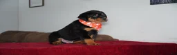 Rottweiler dogs for sale: Rocky - Ad 5