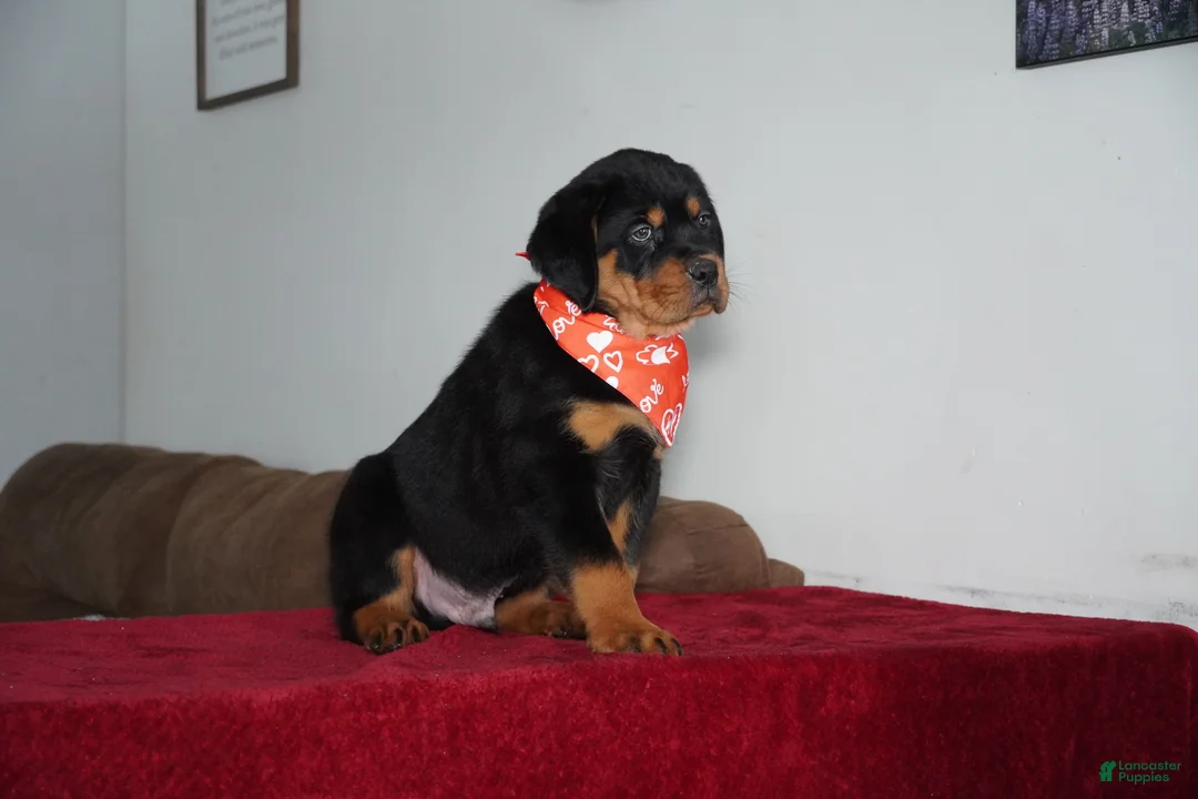 Rottweiler dogs for sale: Rocky - Ad 5