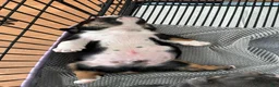 English Bulldog dogs for sale: Luigi - Ad 4