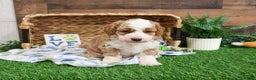 Mini Goldendoodle dogs for sale: Linguine  - Ad 3