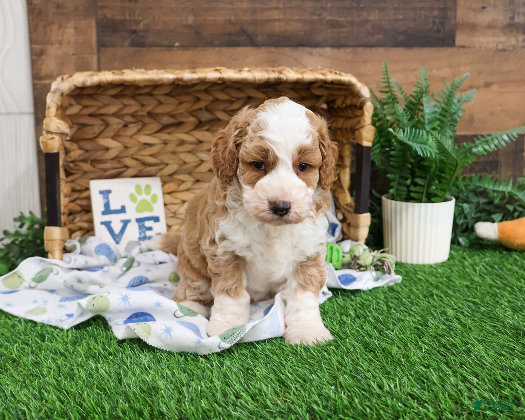 Mini Goldendoodle dogs for sale: Linguine  - Ad 3
