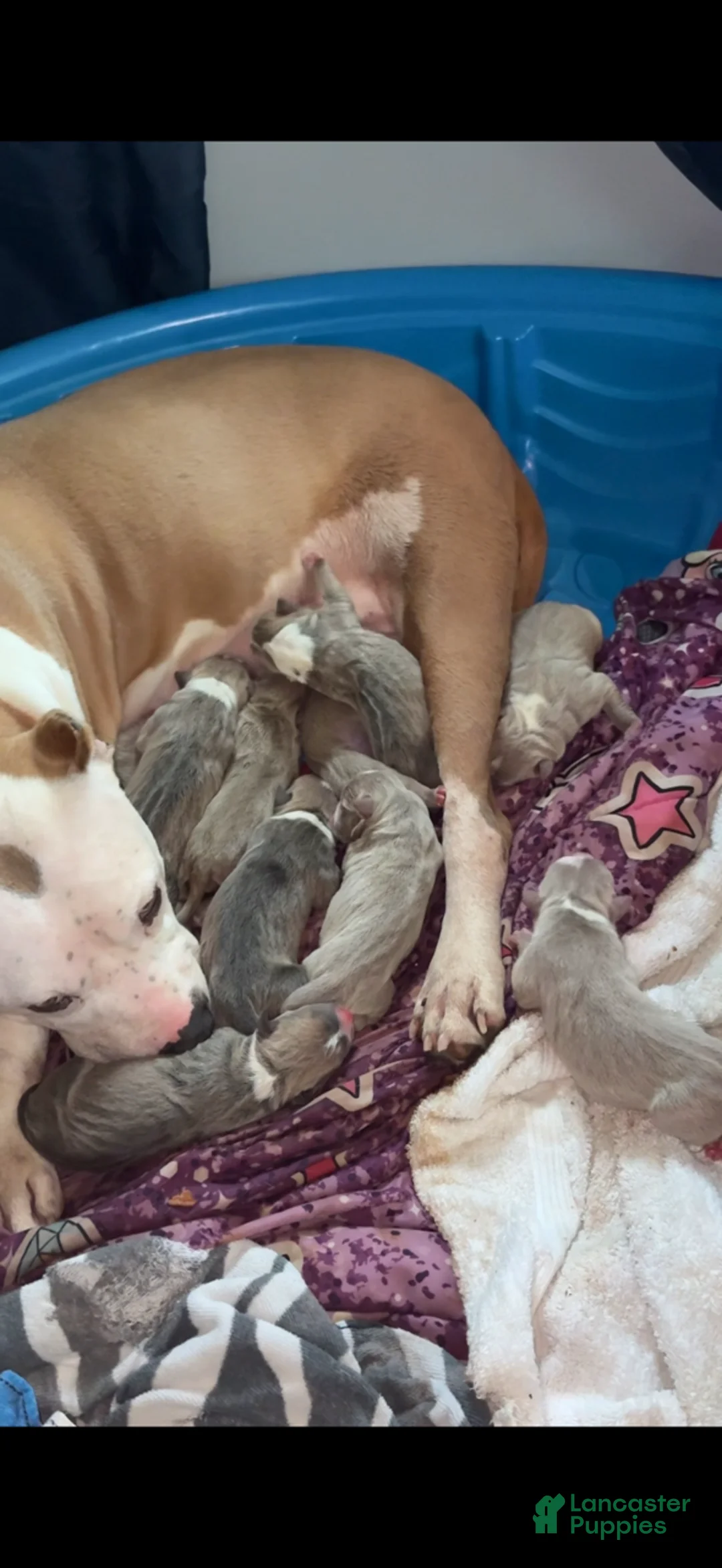 American Bully dogs for sale: American Bully Puppy 3 - Ad 2