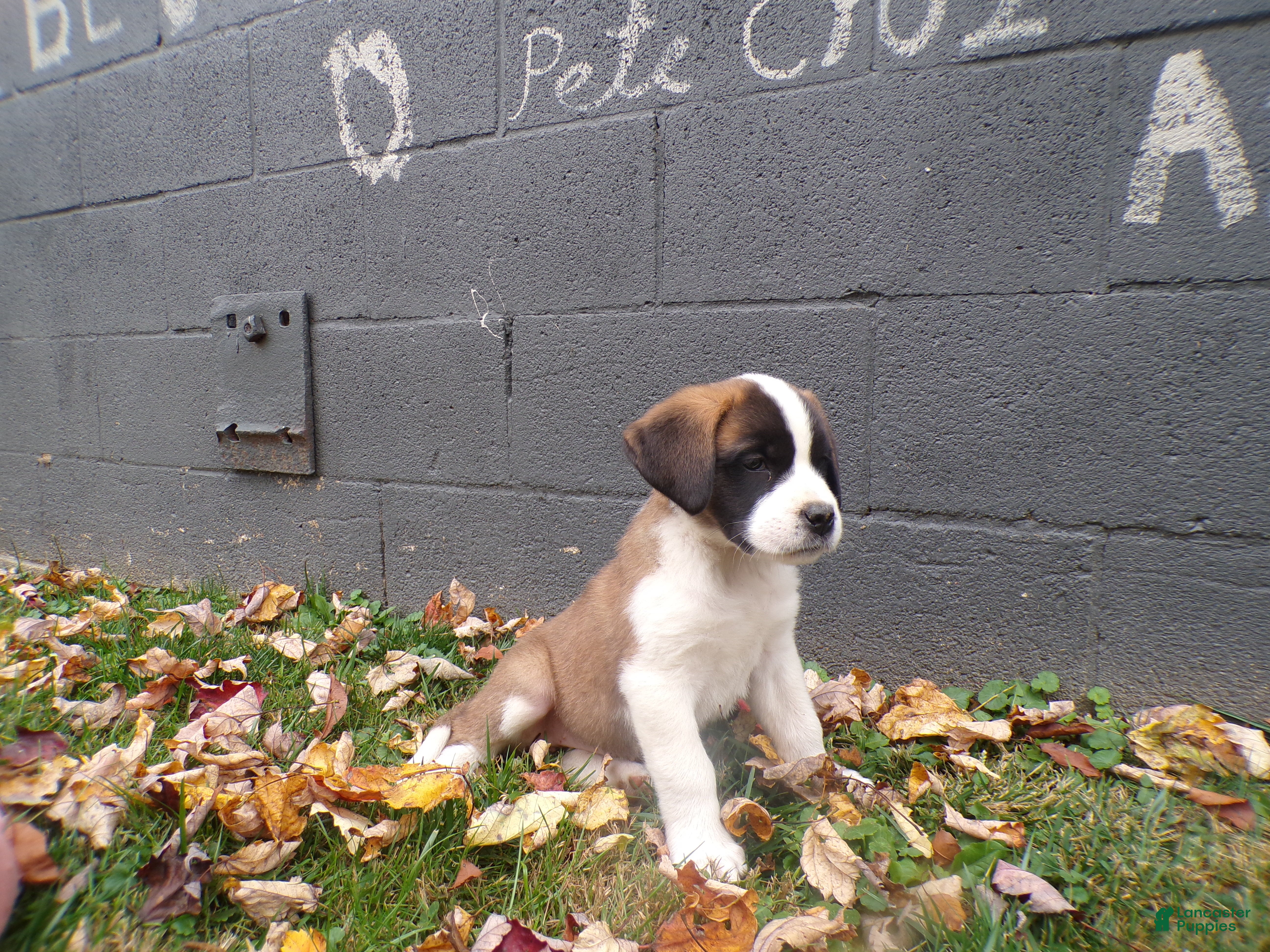 Saint Bernard dogs Ellie - Ad 41