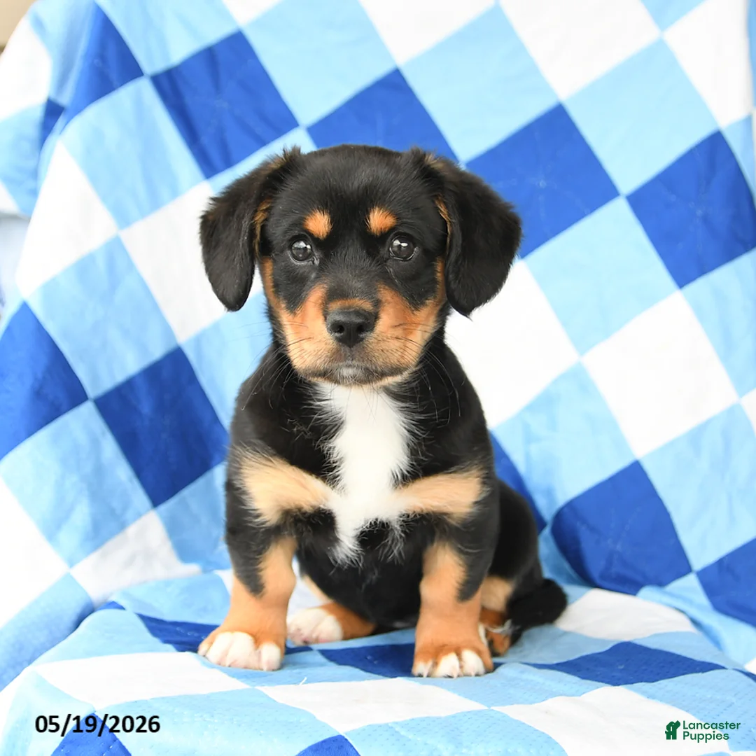 Mixed Breed dogs for sale: Daisy - Ad 3