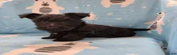 Scottish Terrier dogs for sale: Morris - Ad 4