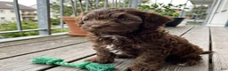 Cockapoo dogs for sale: Micha - Ad 4