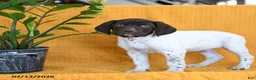 German Shorthaired Pointer dogs for sale: Boone - Ad 4