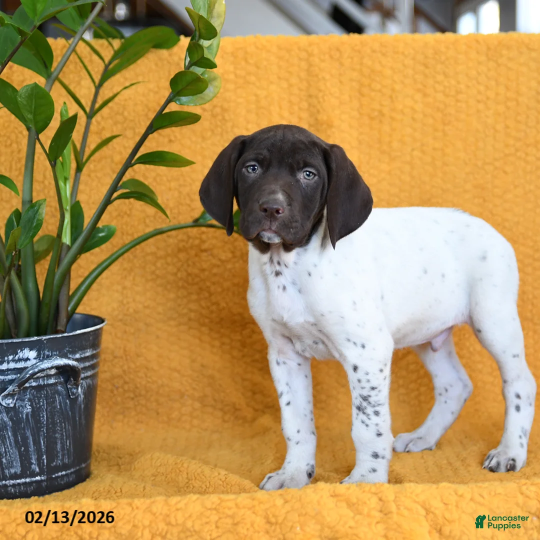 German Shorthaired Pointer dogs for sale: Boone - Ad 4