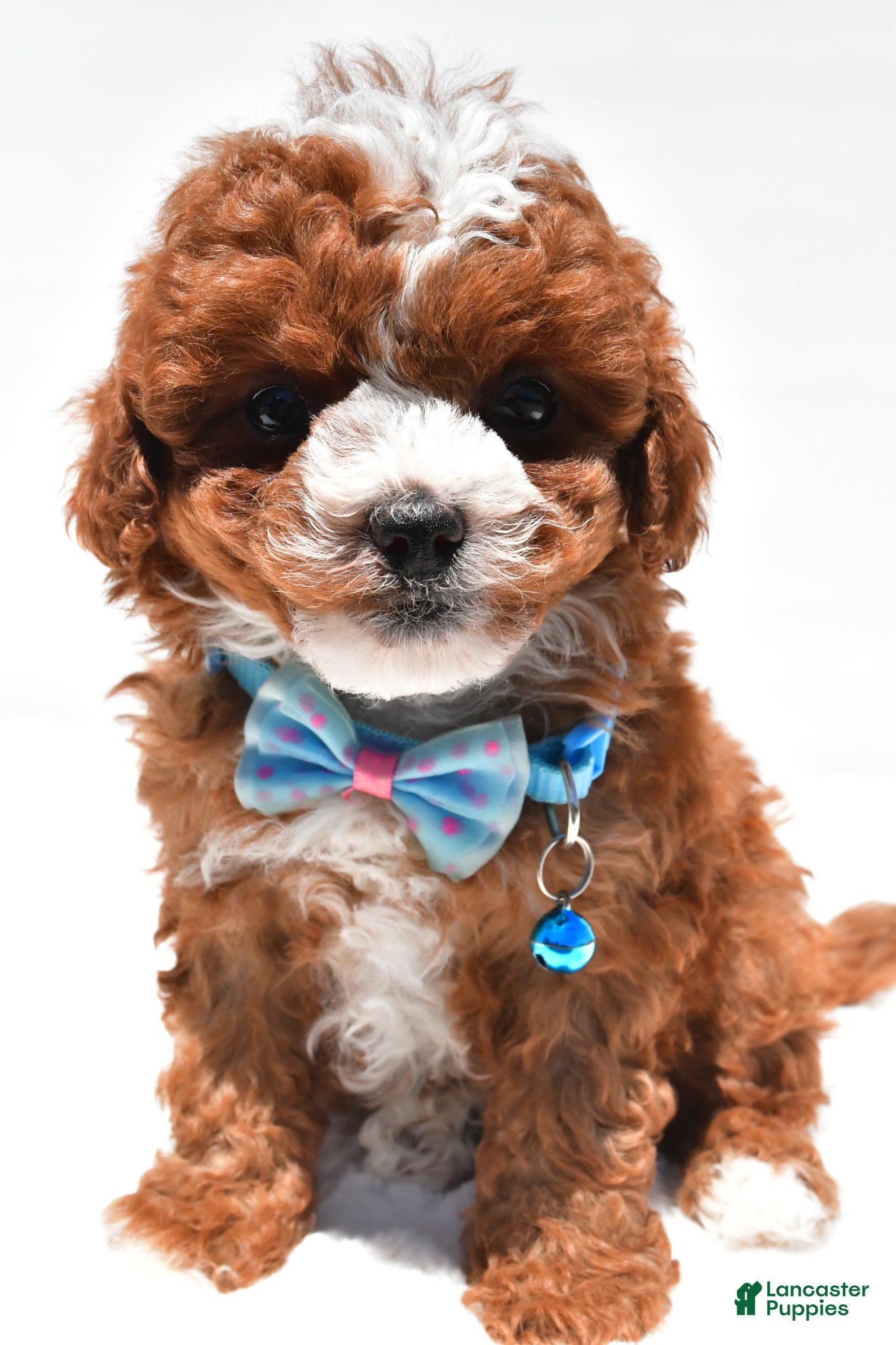 Cavapoo dogs for sale: Sammy f1b - Ad 1