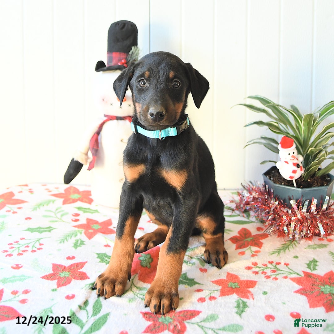 Doberman Pinscher dogs for sale: Blaze - Ad 3