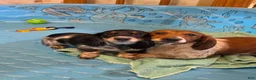 Miniature Dachshund dogs for sale: Kenny - Ad 3