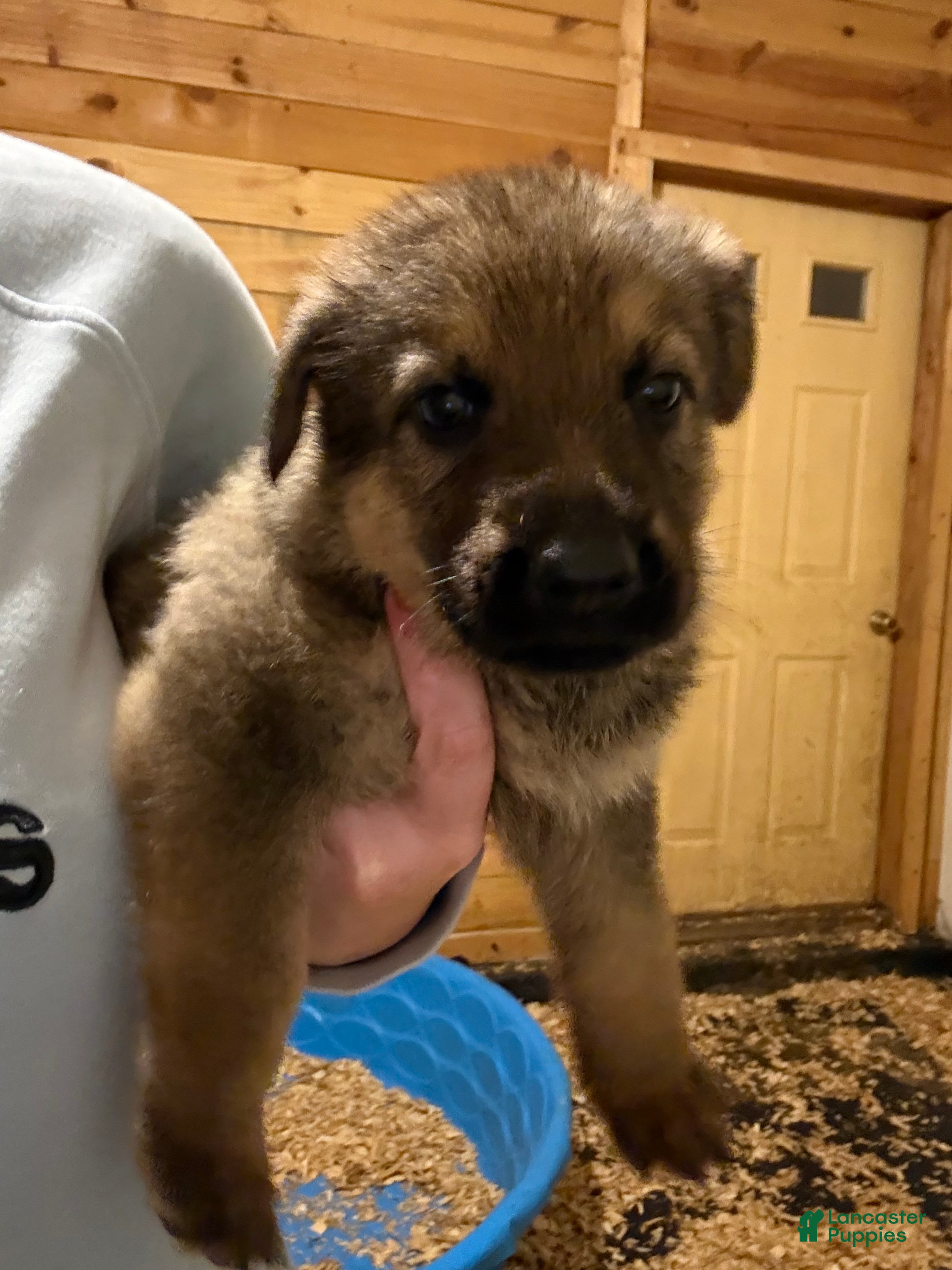 Snickers (German Shepherd, Male) in Murphy, NC