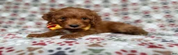 Cockapoo dogs for sale: Marcus - Ad 5