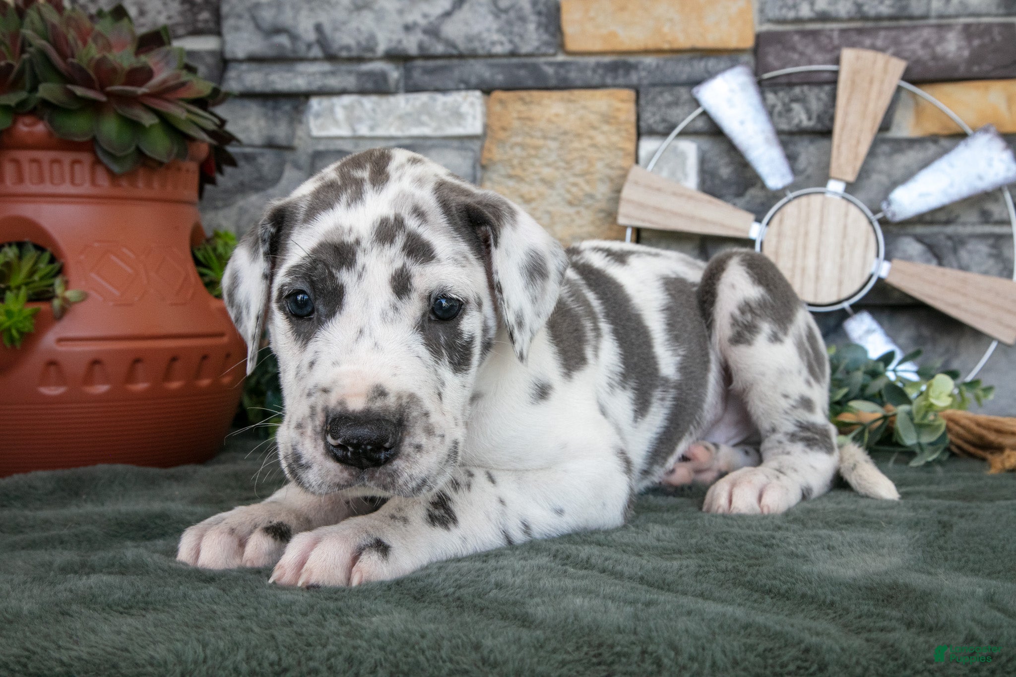 Great Dane dogs Twister - Ad 1