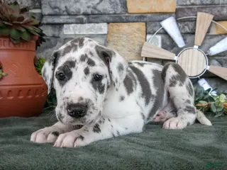 Great Dane dogs for sale: Twister - Ad 1