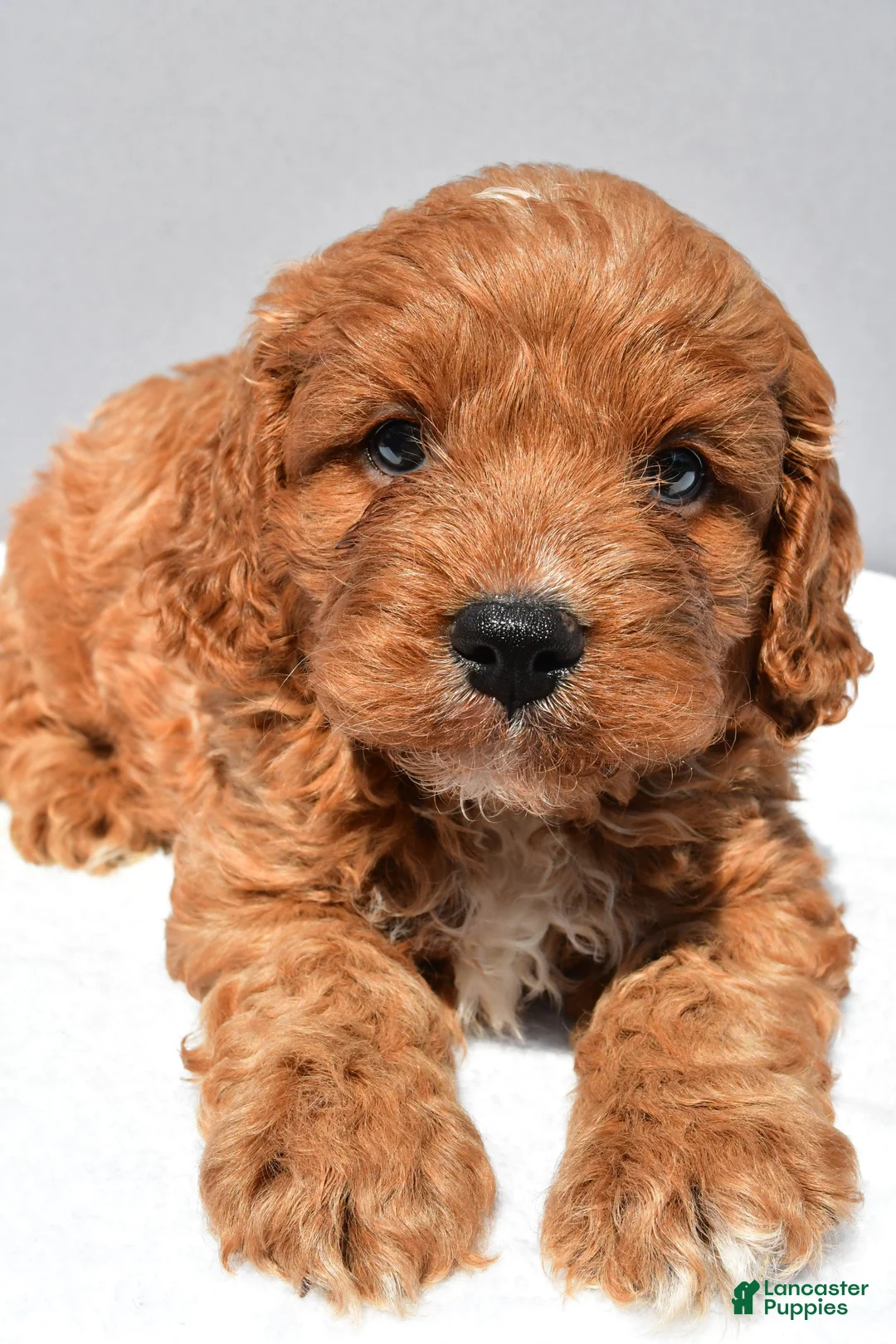 Cavapoo dogs for sale: Vance - Ad 2
