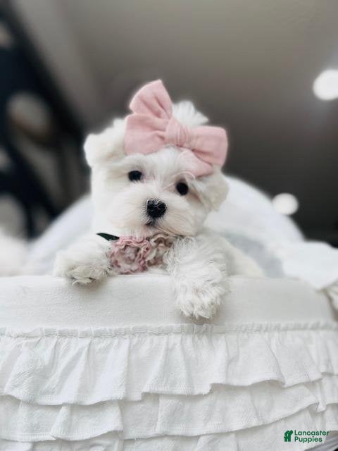 Yorkshire Terrier dogs Yorkshire Terrier 1 - Ad 1