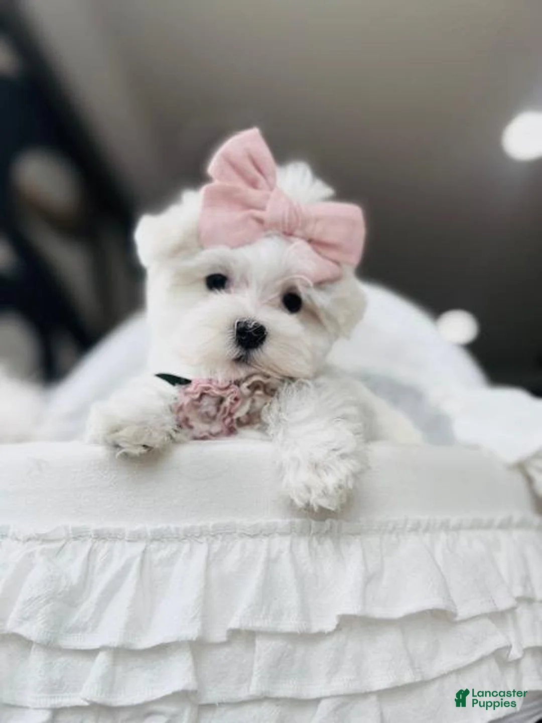 Yorkshire Terrier dogs for sale: Yorkshire Terrier 1 - Ad 1