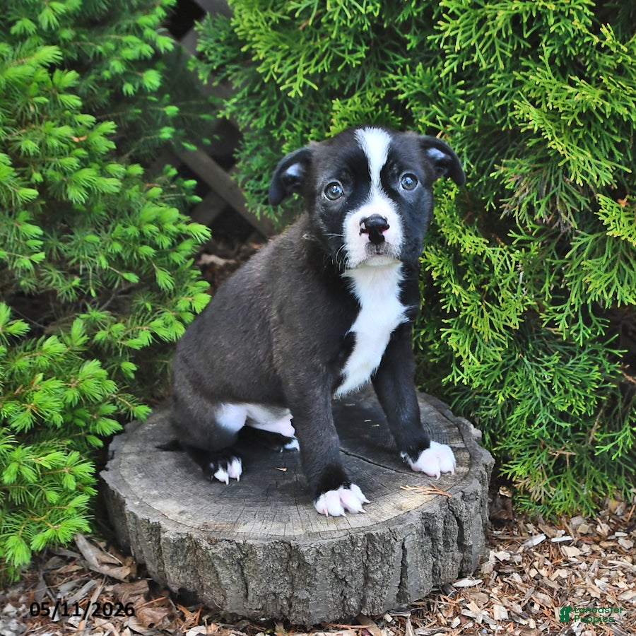 Mixed Breed dogs Jingle  - Ad 2