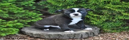 Mixed Breed dogs for sale: Jingle  - Ad 2