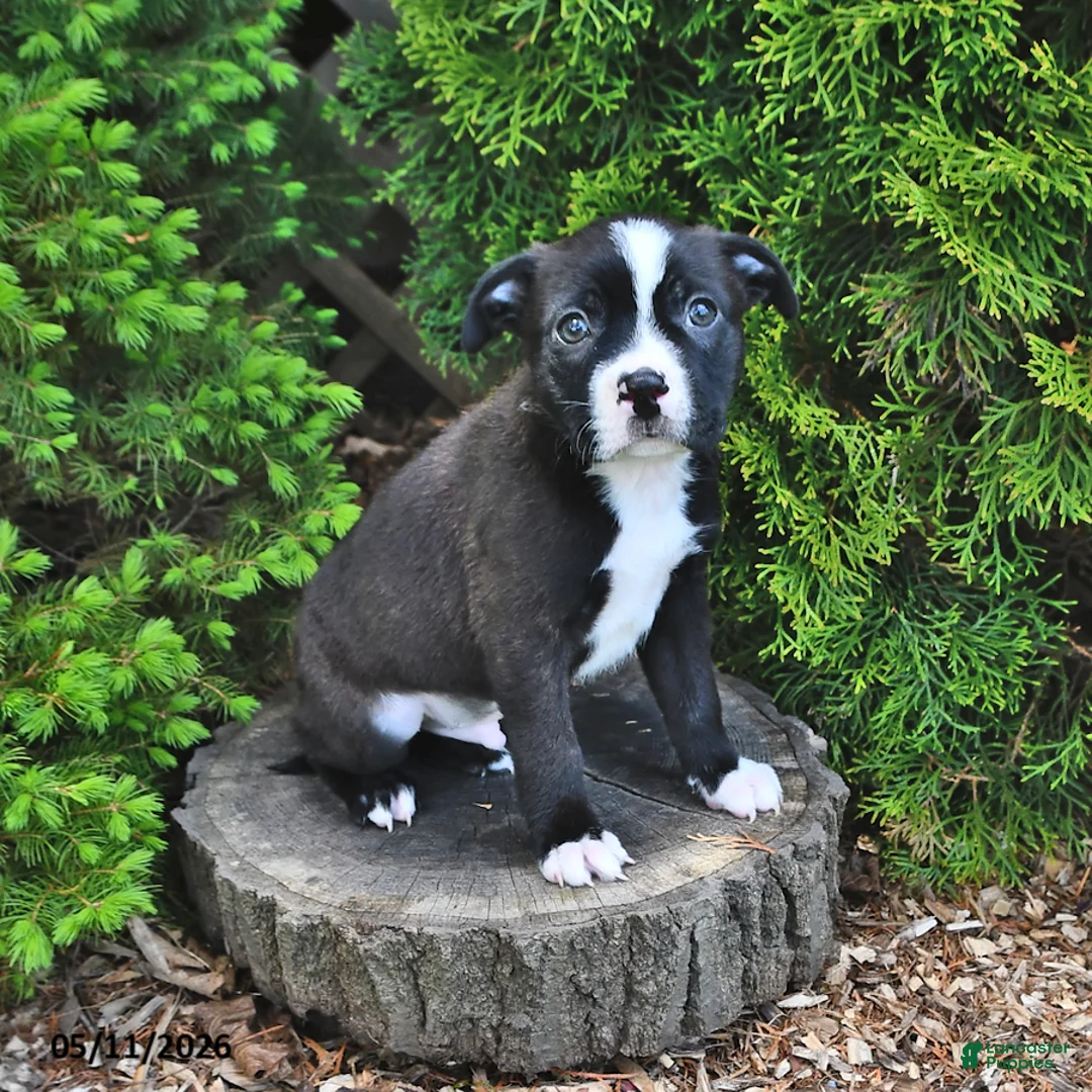 Mixed Breed dogs for sale: Jingle  - Ad 2
