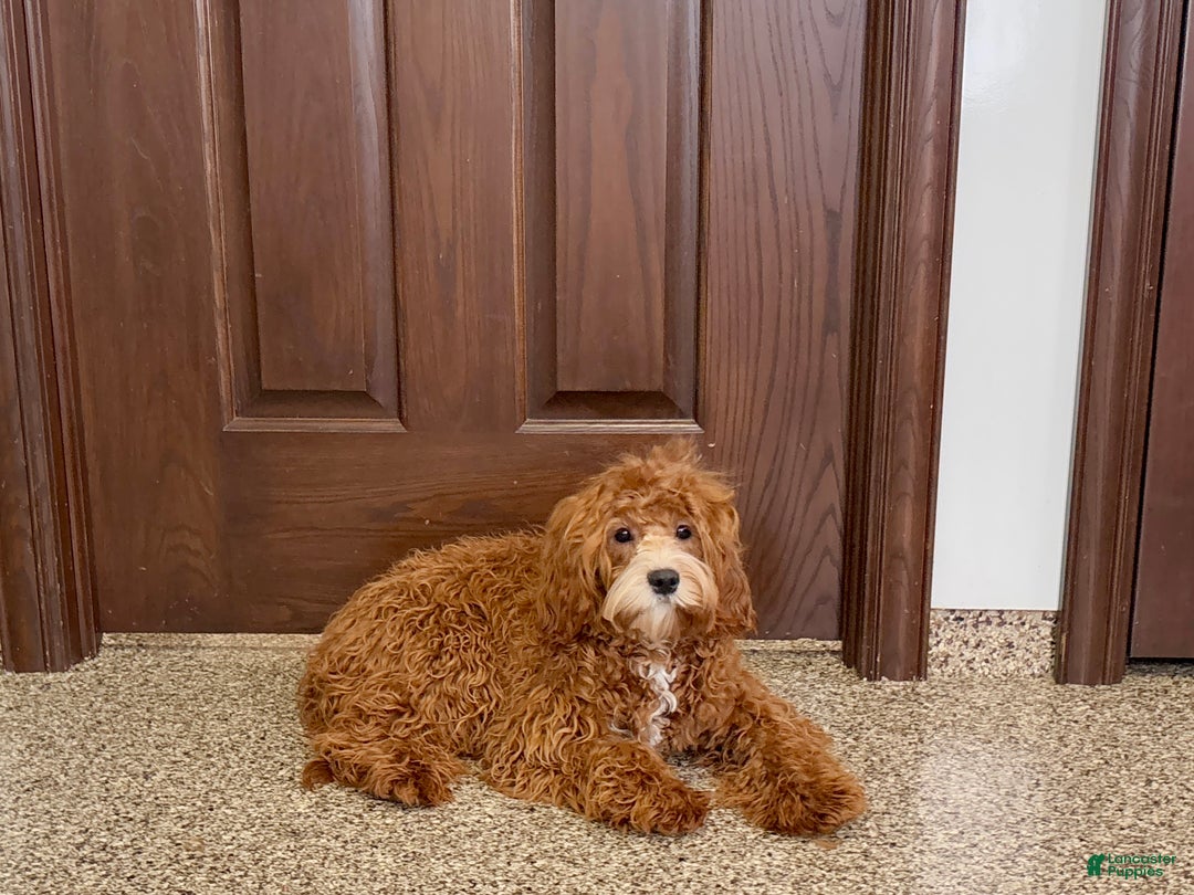 Cavapoo dogs for sale: Danny F1 - Ad 2