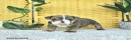 English Bulldog dogs for sale: Asher - Ad 3