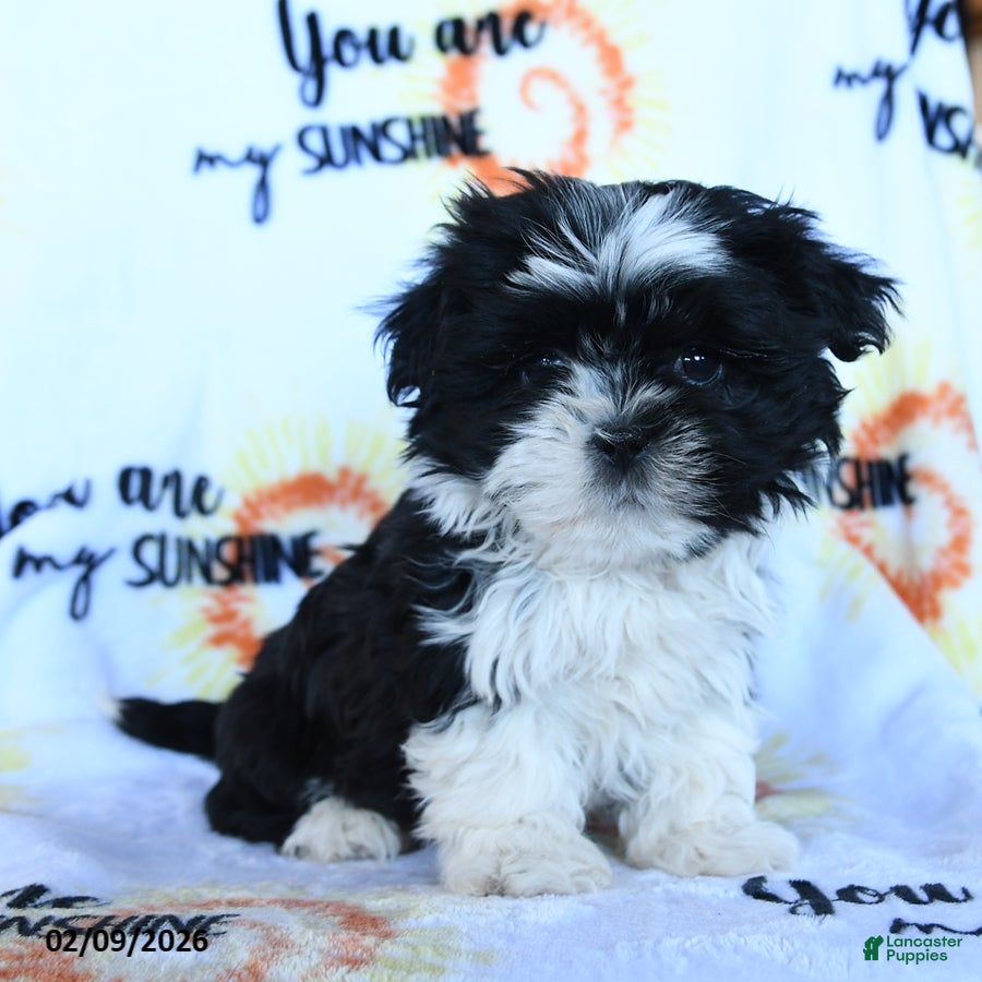 Shih Tzu dogs Cookie    - Ad 2