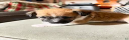 Mixed Breed dogs for sale: Mixed Breed 2 - Ad 9