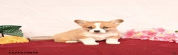 Welsh Corgi Pembroke dogs for sale: Oscar - Ad 5