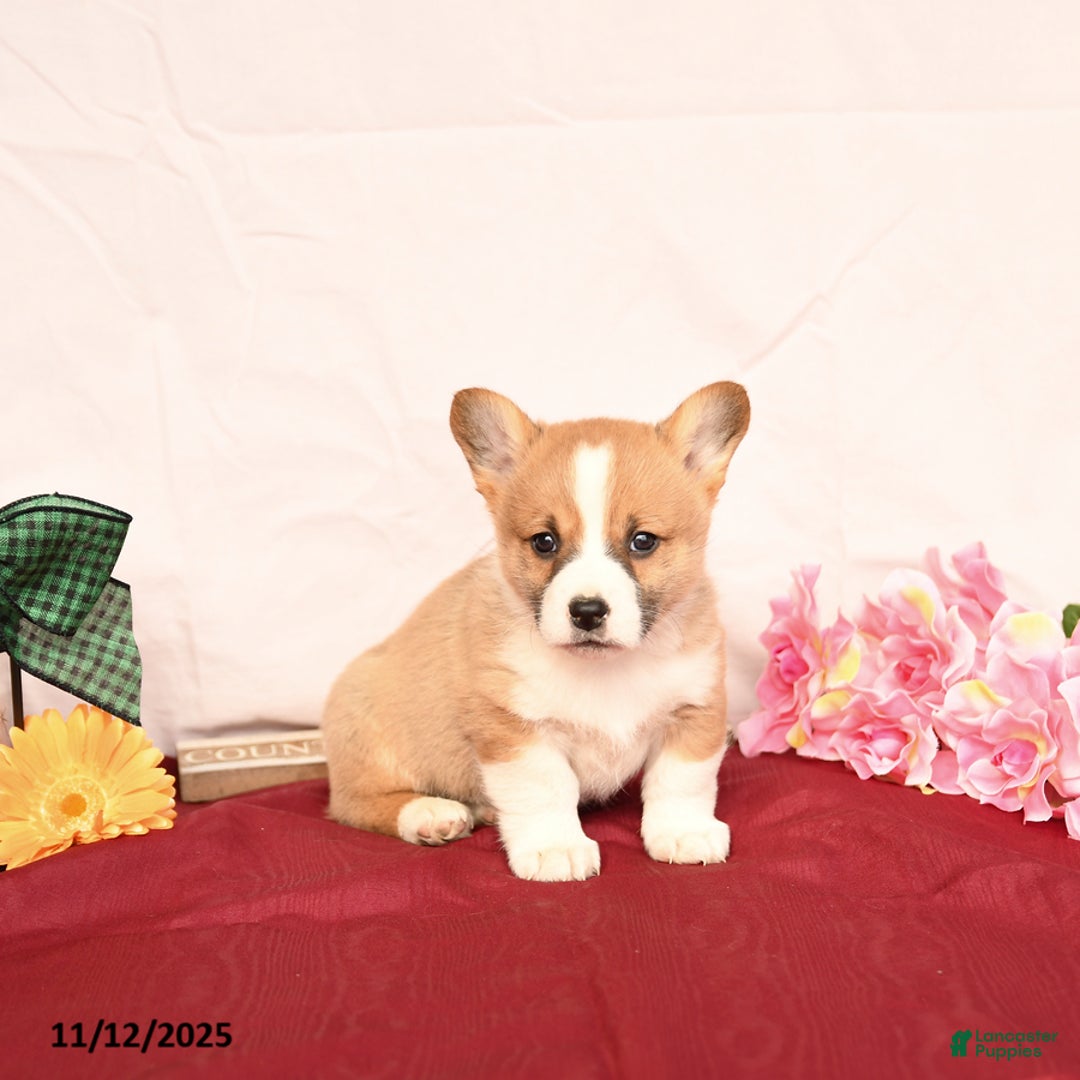 Welsh Corgi Pembroke dogs for sale: Oscar - Ad 5