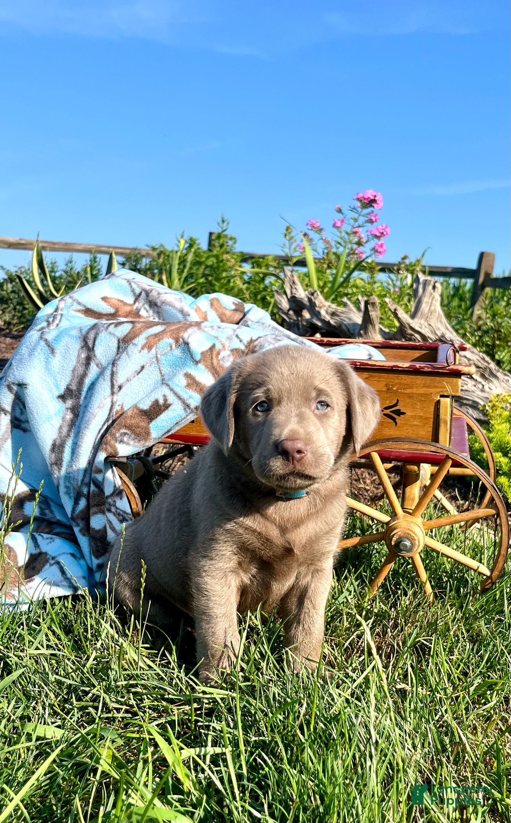 Labrador Retriever dogs Theo ❤️AKC Heart Tested blue  - Ad 1