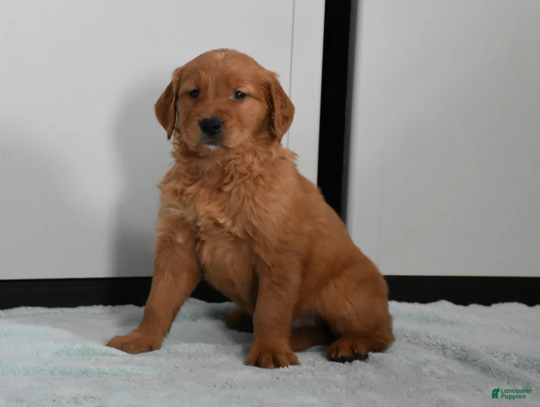 Golden Retriever dogs for sale: Tucker Genetic/OFA - Ad 6
