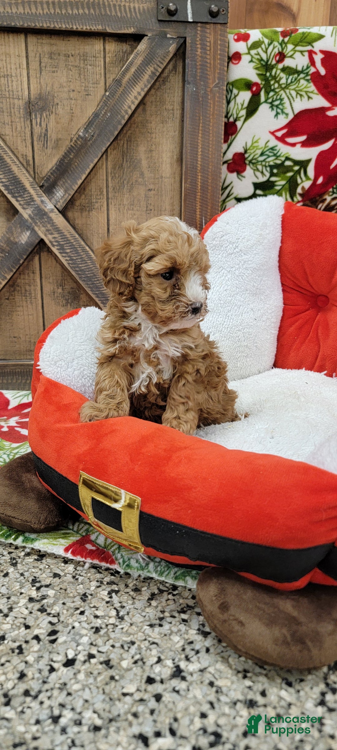 Toy Poodle dogs for sale: Moses - Ad 7