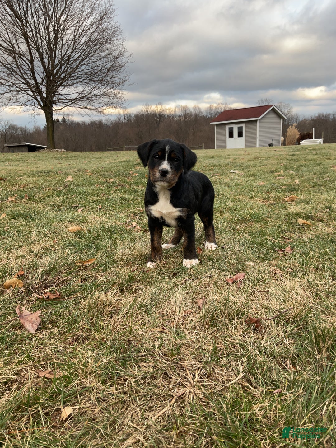 Mixed Breed dogs for sale: Kia - Ad 1