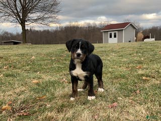 Mixed Breed dogs Kia - Ad 32